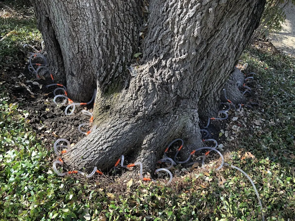 Detailed Tree Cabling and Bracing job site in Avilla